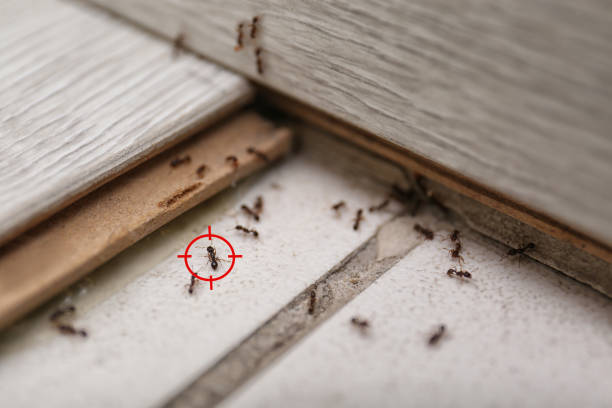 Best Affordable Pest Control Services  in Winnsboro, LA