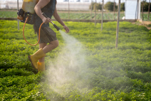 Wasp Removal Services in Winnsboro, LA