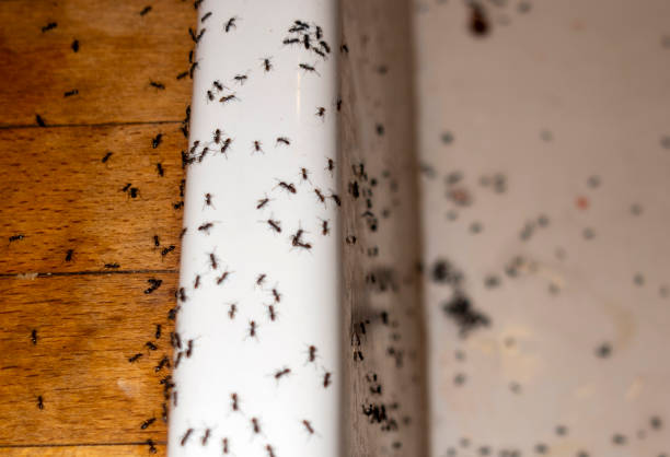 Spider Control Near Me in Winnsboro, LA