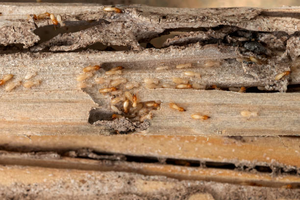 Best Termite Control Services  in Winnsboro, LA