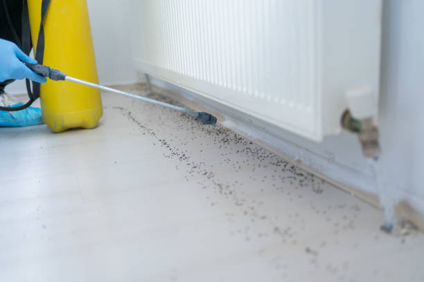 Best Wasp Removal Services  in Winnsboro, LA